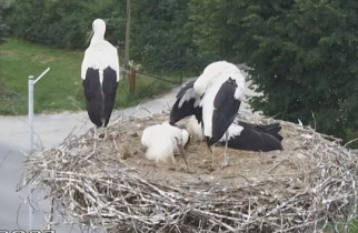 Obraz podglądu z kamery internetowej storks Lesko